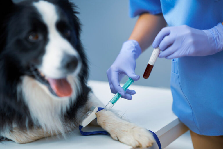 Kennel cough vaccine